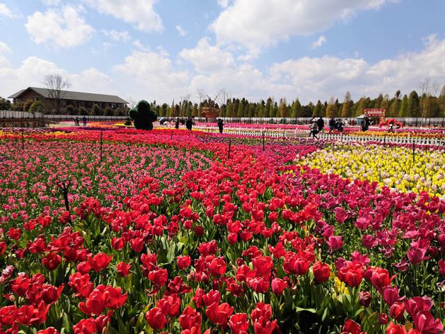 ทัวร์คุนหมิงทิวลิป