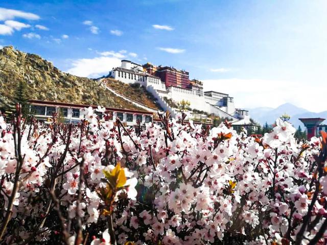 ทัวร์ทิเบต ยามที่ดอกไม้ผลิบาน