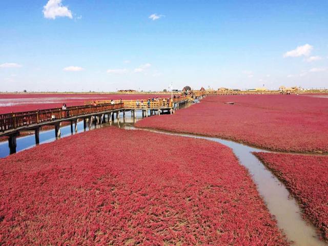 ทัวร์หญ้าแดง ผ่านจิ้น ตานตง เปิ่นซี เสิ่นหยาง 10 -15 ต.ค. 2560