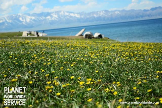 ทัวร์ซินเจียงดอกทิวลิป