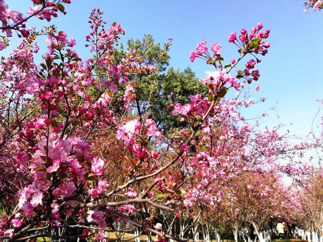 ทัวร์ซากุระคุนหมิง