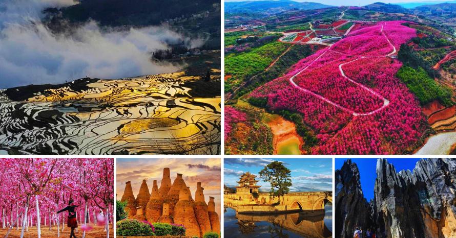 Cherry Blossom @ Yunnan ทัวร์หยวนหยาง ซากุระอี้เหลียงซาน เมืองโบราณเจี้ยนสุ่ย หมี่เล่อ ป่าหินคุณหมิง การบินไทย