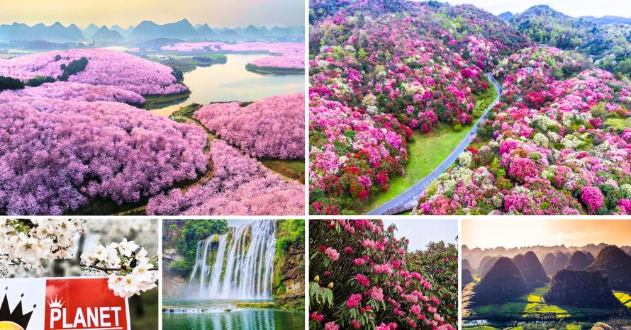 ทัวร์กุ้ยโจว 5 ดาว ซากุระหมื่นไร่ กุหลาบพันปีร้อยลี้ น้ำตกหวงกั่วซู่  ภูเขาหมื่นยอด ช่วงสวยสุด