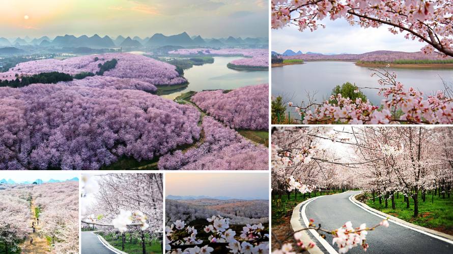 ซากุระกุ้ยโจว