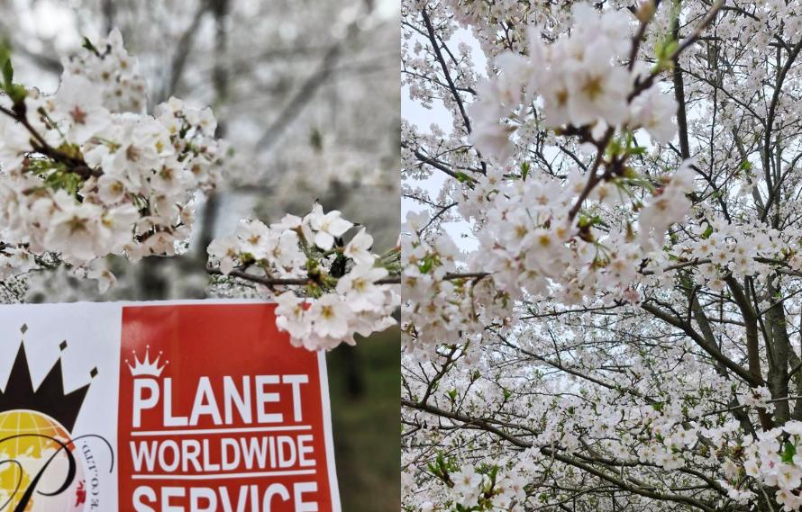 ซากุระกุ้ยโจว