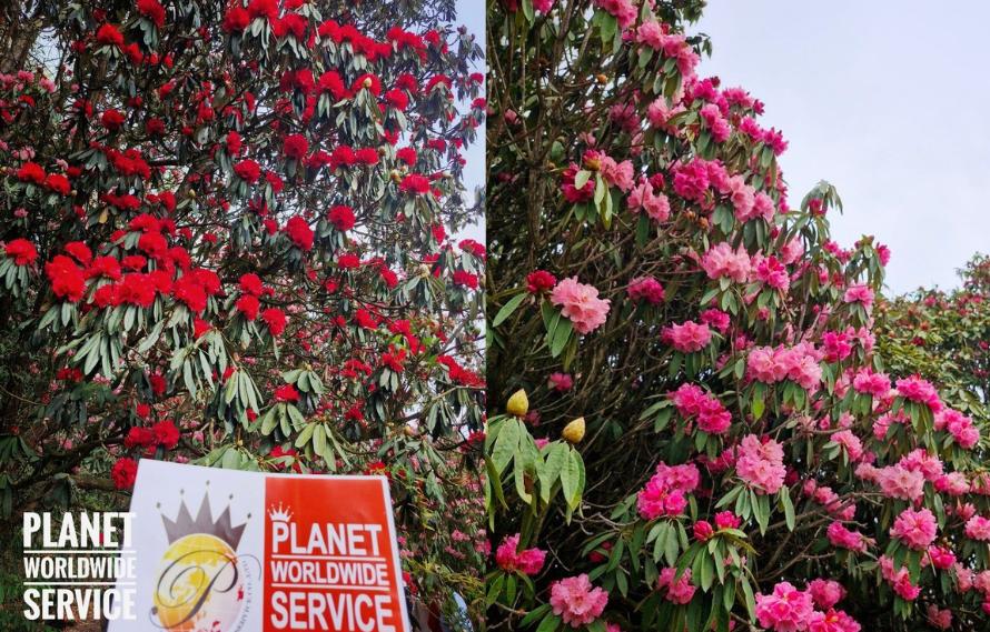 ทัวร์กุหลาบพันปี กุ้ยโจว