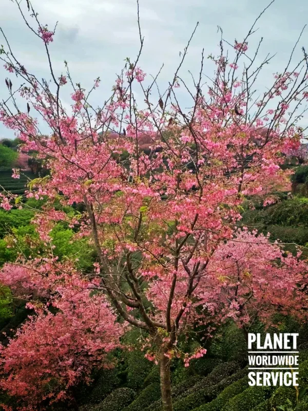 ซากุระในไร่ชา..แห่งฝูเจี้ยน