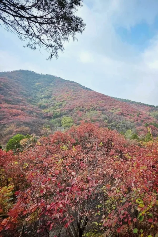 ภูเขาใบไม้แดง จี่หนาน
