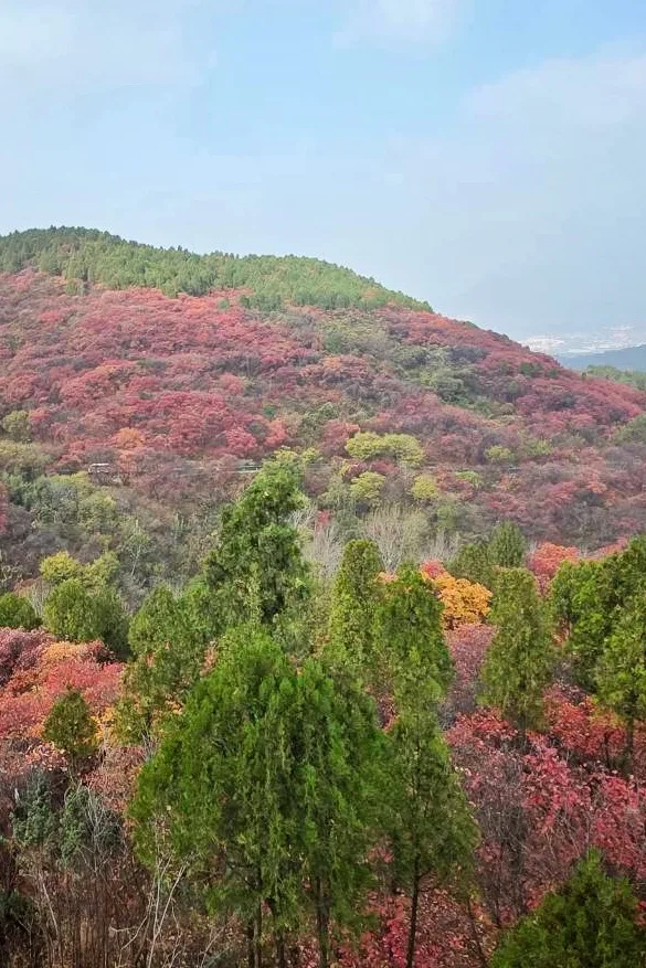 ภูเขาใบไม้แดง จี่หนาน